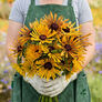 Chim Chiminee, Rudbeckia - Packet thumbnail number null
